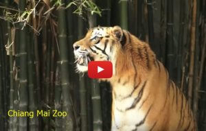 วีดีโอสวนสัตว์เชียงใหม่